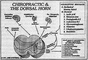 Chiropractic and the Doral Horn