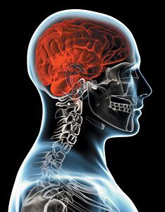 brain spinal connection