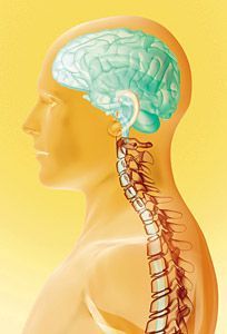 Brain and spine