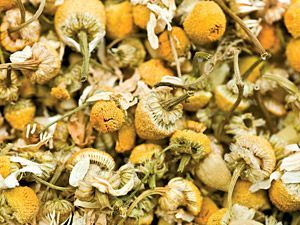 chamomile
