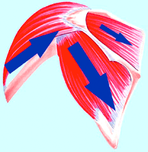 glenohumeral joint