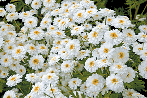 feverfew