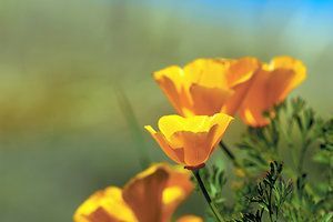 california poppy