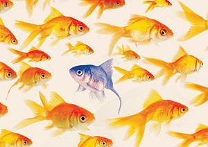 goldfish