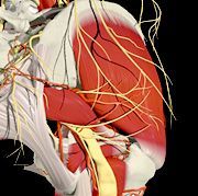 The sciatic nerve, as it exits below the piriformis.