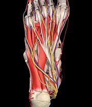 Bottom of foot, showing both medial and lateral plantar nerve.