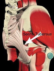 sacrotuberous ligament - Copyright – Stock Photo / Register Mark