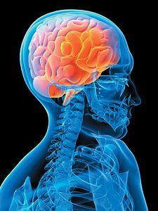 human brain