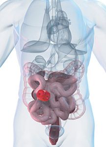 intestine