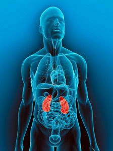 kidney