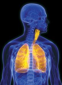 lungs