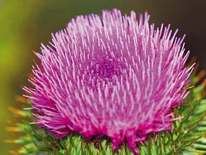 Milk Thistle