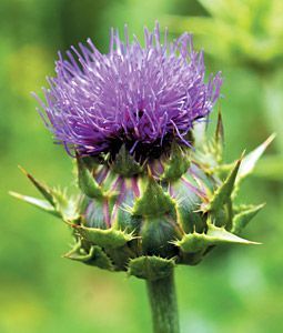 Milk Thistle