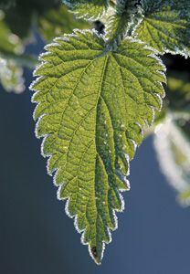 nettle plant