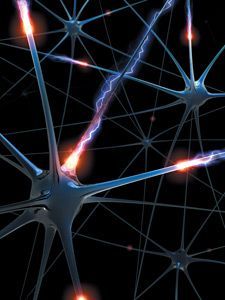 neurons and nerves