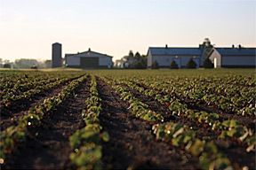 Organic Seed Alliance farm