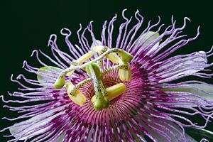 Passion Flower