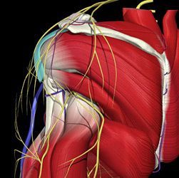 suprascapular and axillary nerves