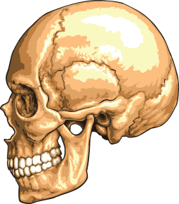 sphenoid bone