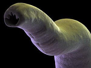 tape worm
