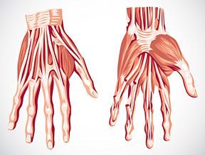 muscles and tendons - Copyright – Stock Photo / Register Mark