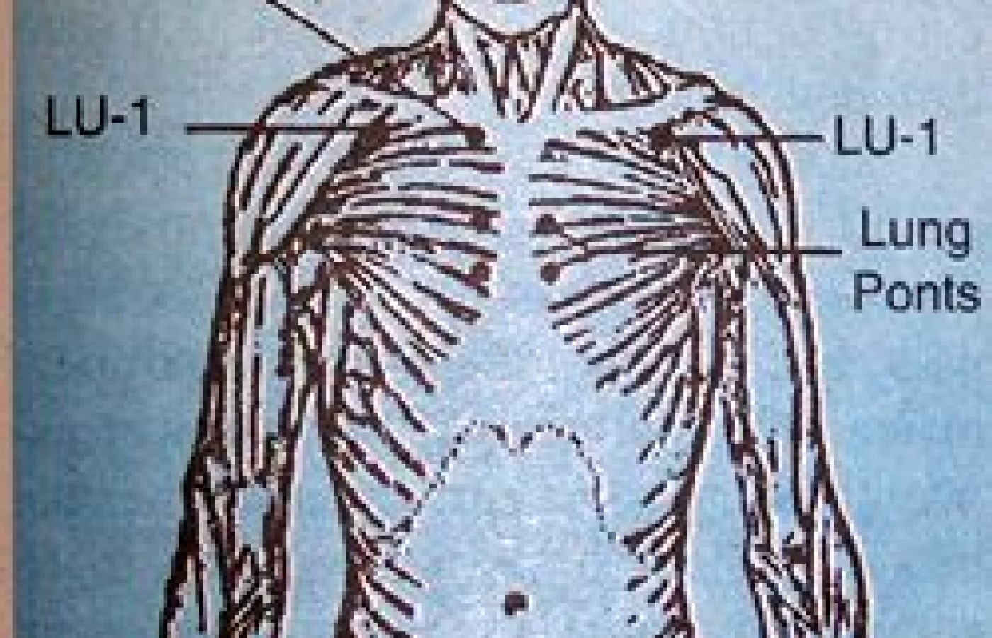 Diagram of Acupuncture Points