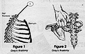 Figure A: First Rib. Figure B: Clavicle. - Copyright – Stock Photo / Register Mark