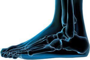 foot anatomy - Copyright – Stock Photo / Register Mark