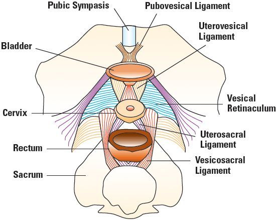 suspensory ligaments inguinal canal anatomy diagram 